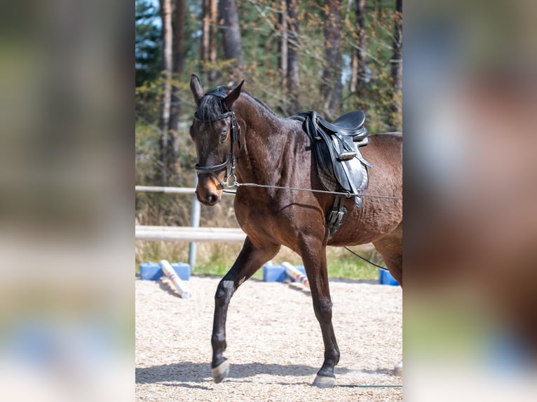 Trakehner Wallach 4 Jahre 170 cm Schwarzbrauner in Mei&#xDF;enheim