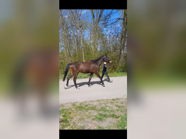 Trakehner Wallach 4 Jahre 170 cm Schwarzbrauner in Mei&#xDF;enheim