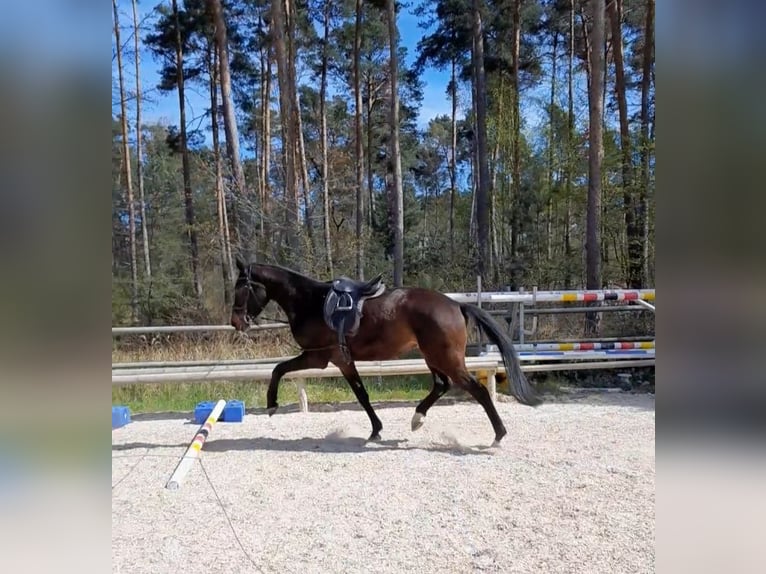 Trakehner Wallach 4 Jahre 170 cm Schwarzbrauner in Mei&#xDF;enheim