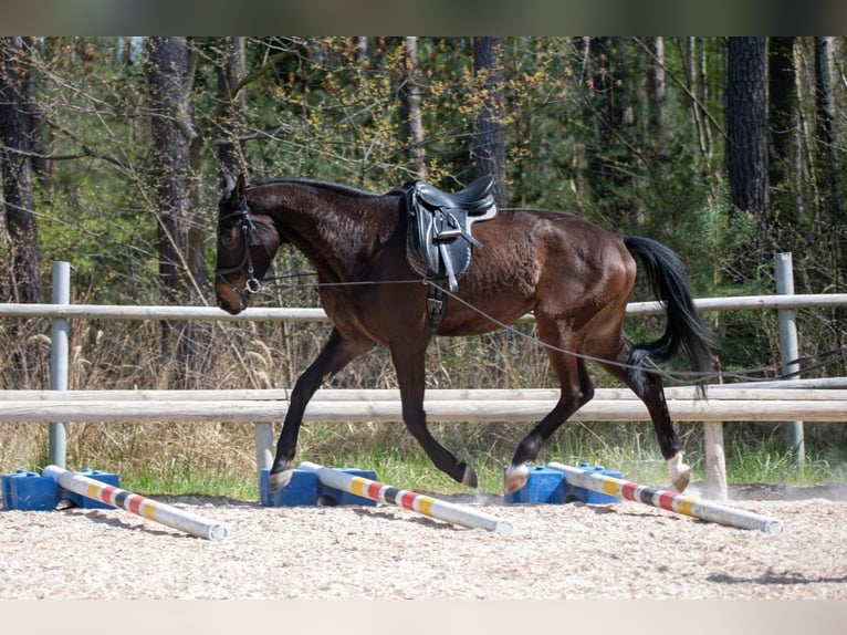 Trakehner Wallach 4 Jahre 170 cm Schwarzbrauner in Mei&#xDF;enheim