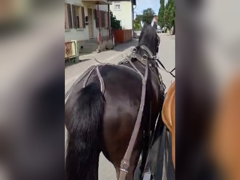 Trakehner Wallach 4 Jahre 170 cm Schwarzbrauner in Mei&#xDF;enheim