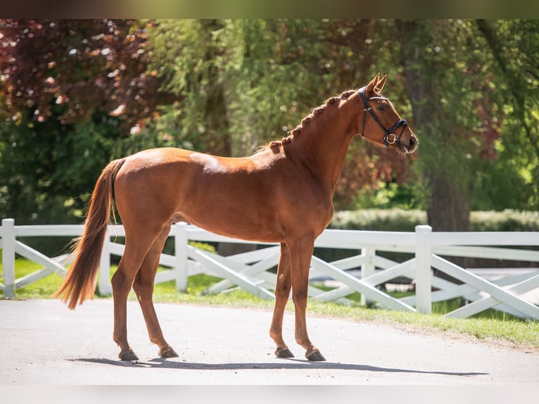 Trakehner Wallach 4 Jahre 171 cm Fuchs in Panker