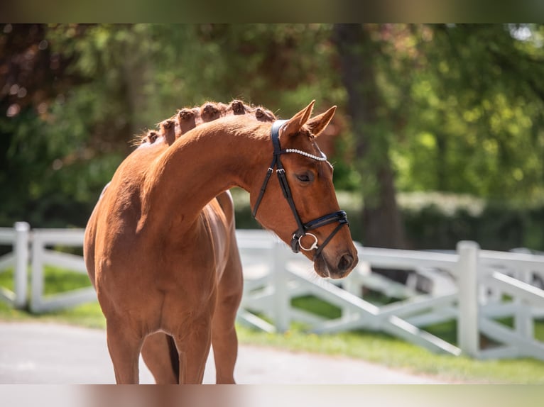 Trakehner Wallach 4 Jahre 171 cm Fuchs in Panker