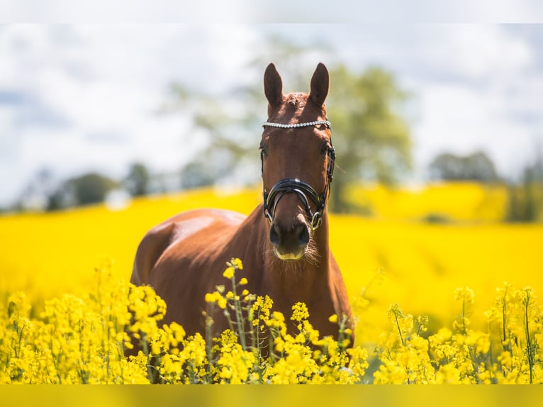 Trakehner Wallach 4 Jahre 171 cm Fuchs in Panker