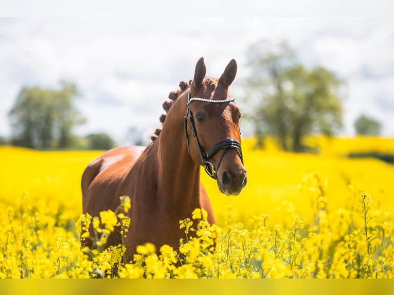 Trakehner Wallach 4 Jahre 171 cm Fuchs in Panker