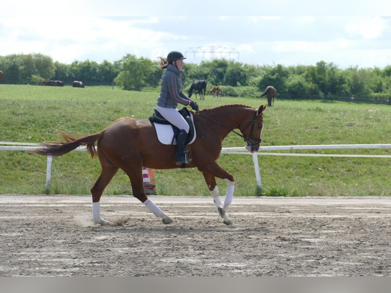 Trakehner Wallach 4 Jahre 171 cm Fuchs in Ganschow