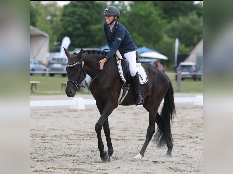 Trakehner Wallach 4 Jahre 172 cm Dunkelbrauner in Inzigkofen