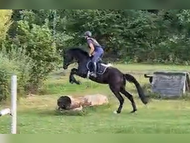 Trakehner Wallach 4 Jahre 172 cm Dunkelbrauner in Inzigkofen