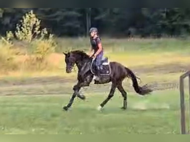 Trakehner Wallach 4 Jahre 172 cm Dunkelbrauner in Inzigkofen
