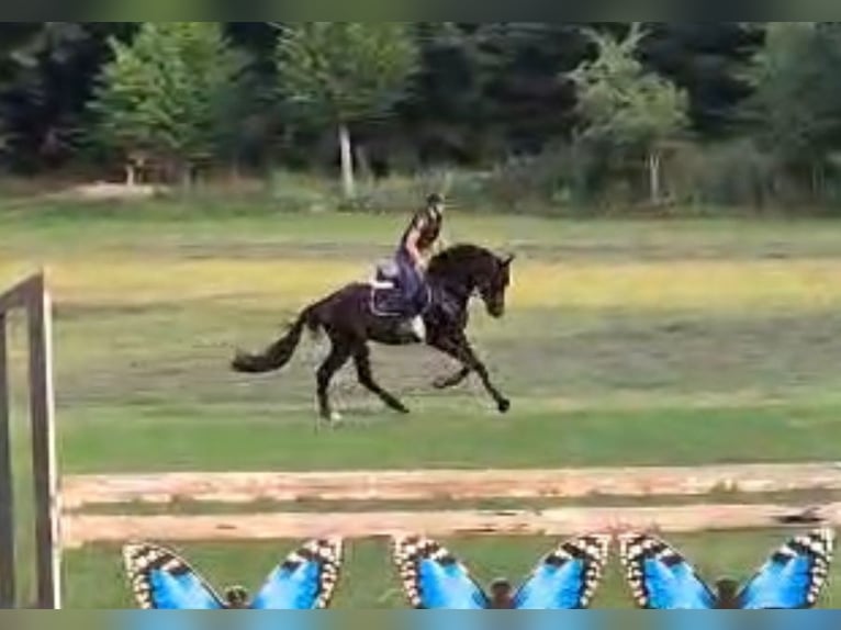 Trakehner Wallach 4 Jahre 172 cm Dunkelbrauner in Inzigkofen