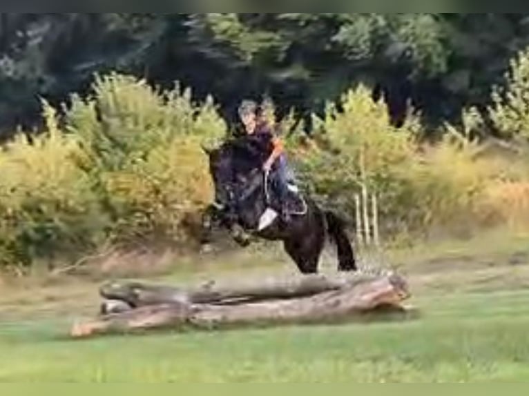 Trakehner Wallach 4 Jahre 172 cm Dunkelbrauner in Inzigkofen