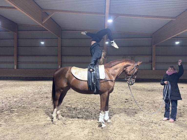 Trakehner Wallach 4 Jahre 172 cm Dunkelfuchs in Ganschow