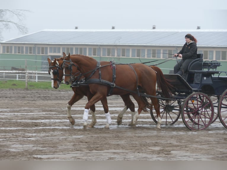 Trakehner Wallach 4 Jahre 172 cm Dunkelfuchs in Ganschow
