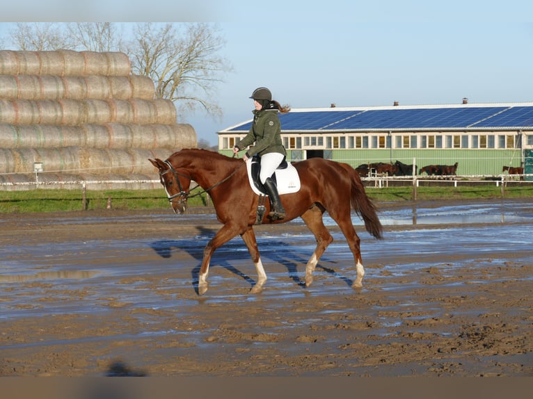 Trakehner Wallach 4 Jahre 172 cm Dunkelfuchs in Ganschow