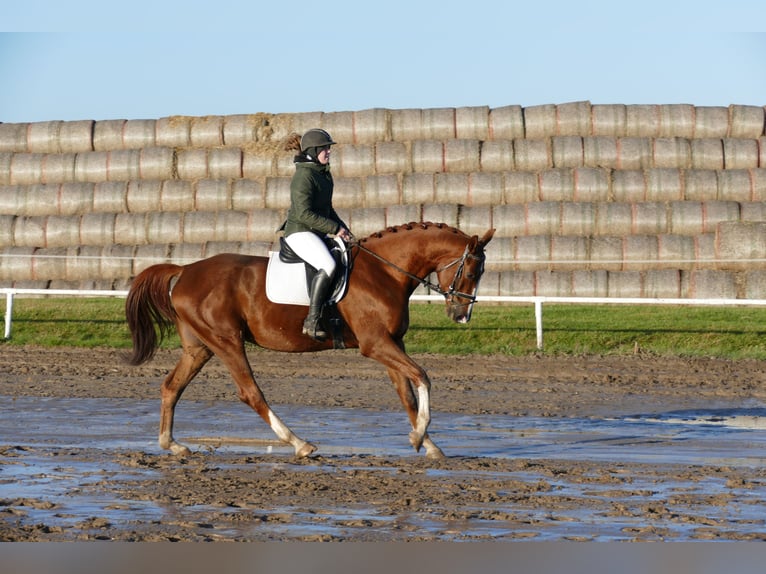 Trakehner Wallach 4 Jahre 172 cm Dunkelfuchs in Ganschow