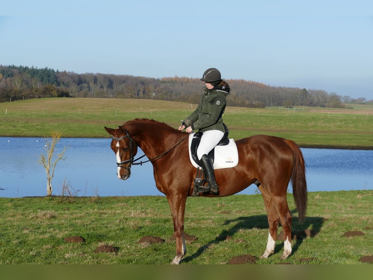 Trakehner Wallach 4 Jahre 172 cm Dunkelfuchs in Ganschow