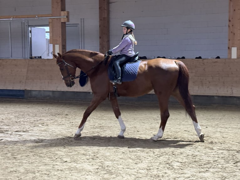 Trakehner Wallach 4 Jahre 172 cm Dunkelfuchs in Ganschow