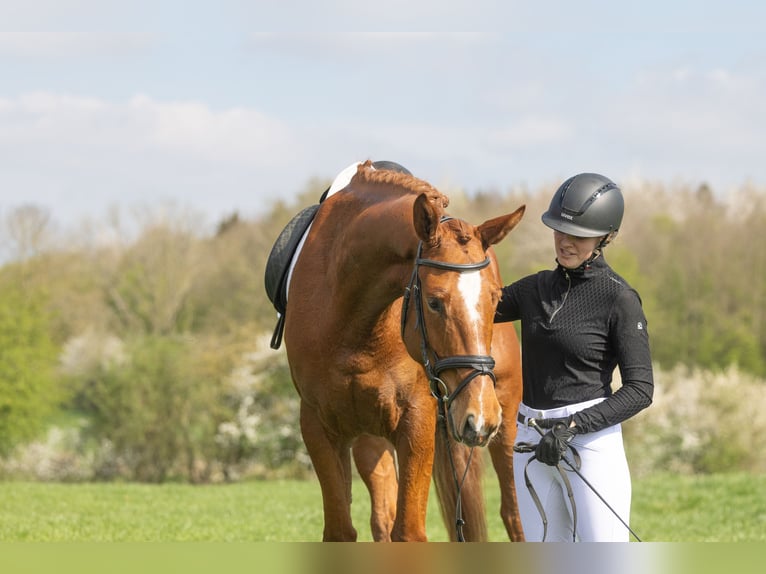 Trakehner Wallach 4 Jahre 172 cm Fuchs in Badendorf