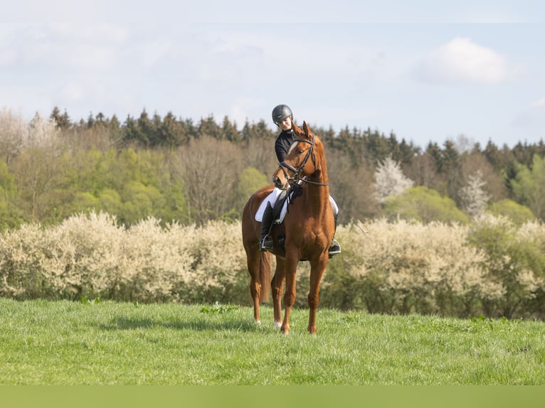 Trakehner Wallach 4 Jahre 172 cm Fuchs in Badendorf