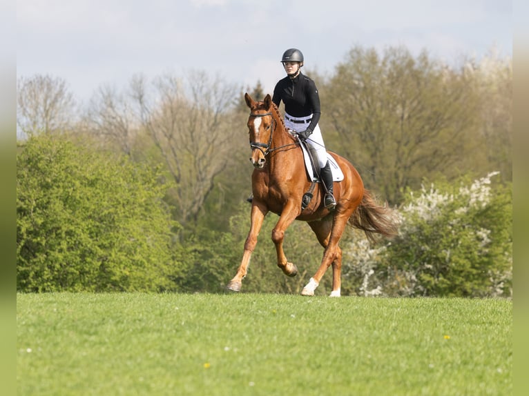 Trakehner Wallach 4 Jahre 172 cm Fuchs in Badendorf