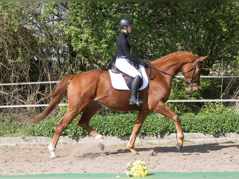 Trakehner Wallach 4 Jahre 172 cm Fuchs in Badendorf