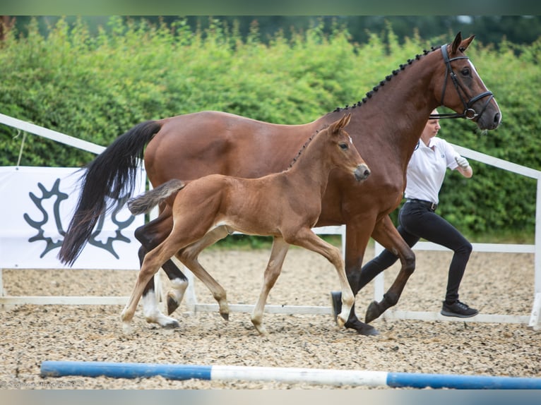 Trakehner Wallach 4 Jahre 173 cm Brauner in Walsrode