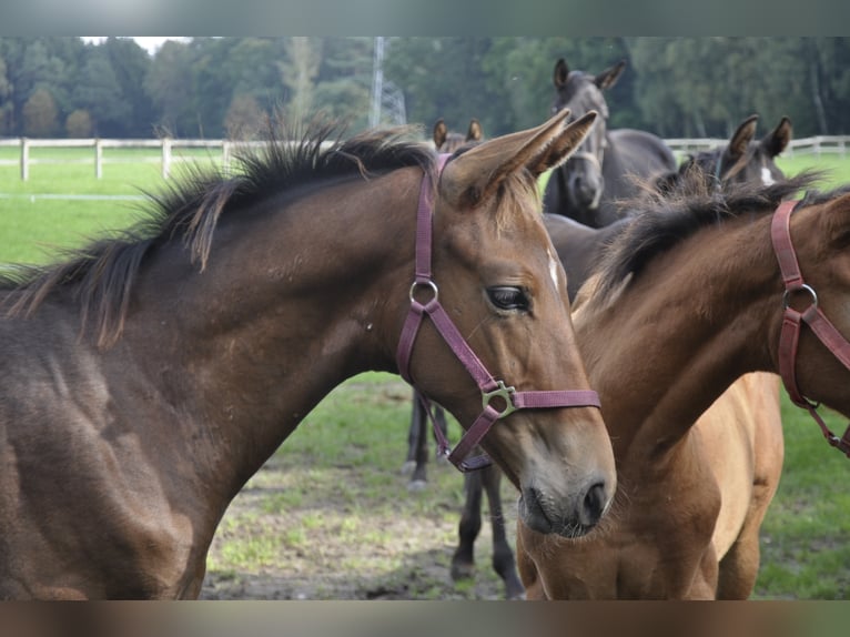 Trakehner Wallach 4 Jahre 173 cm Brauner in Walsrode