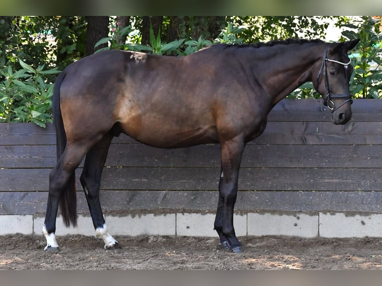 Trakehner Wallach 4 Jahre 173 cm Dunkelbrauner in Fürstenfeldbruck