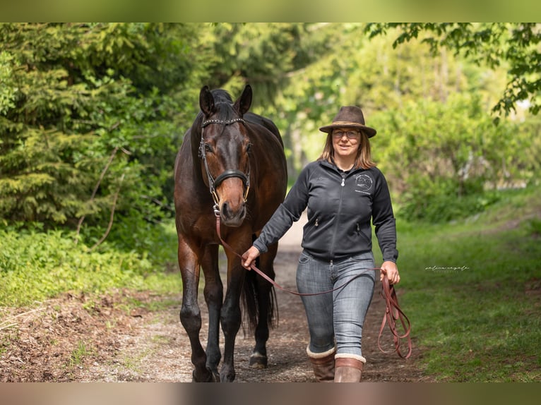 Trakehner Wallach 4 Jahre 175 cm Dunkelbrauner in Wertach