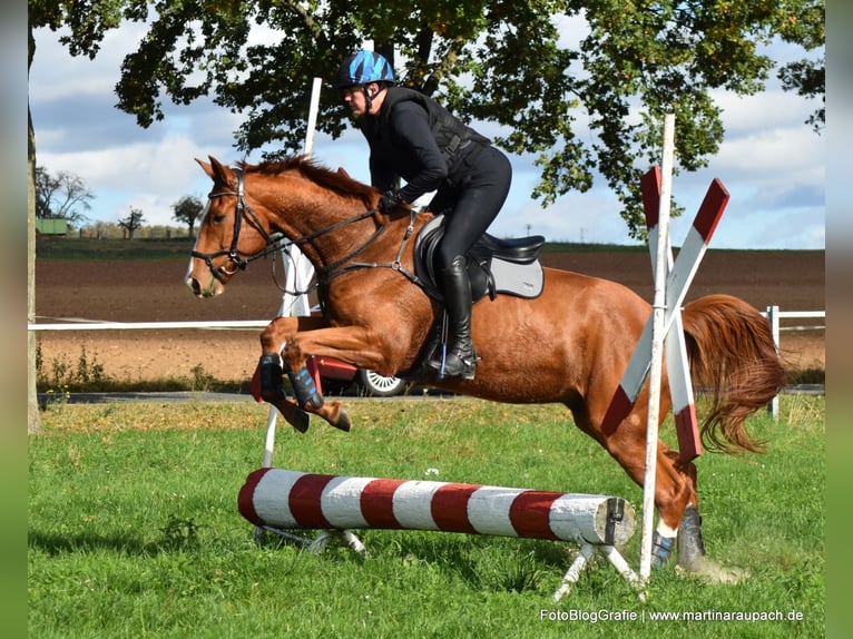 Trakehner Wallach 4 Jahre 175 cm Fuchs in Neunkirchen-Seelscheid