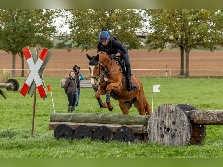 Trakehner Wallach 4 Jahre 175 cm Fuchs in Neunkirchen-Seelscheid