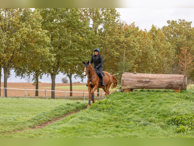 Trakehner Wallach 4 Jahre 175 cm Fuchs in Neunkirchen-Seelscheid