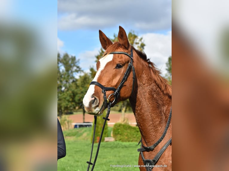 Trakehner Wallach 4 Jahre 175 cm Fuchs in Neunkirchen-Seelscheid