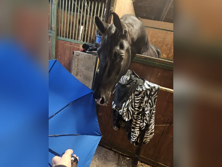 Trakehner Wallach 4 Jahre 175 cm Rappe in Divino Amore