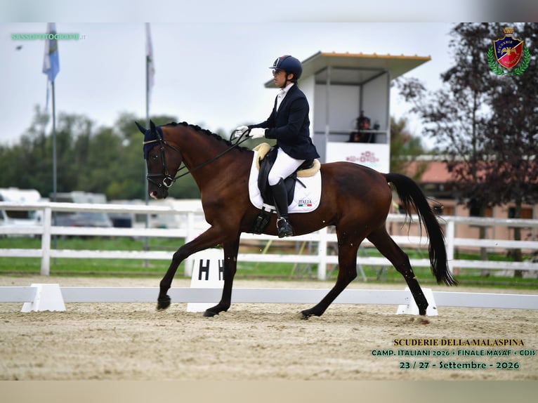 Trakehner Wallach 4 Jahre 175 cm Schwarzbrauner in Divino Amore