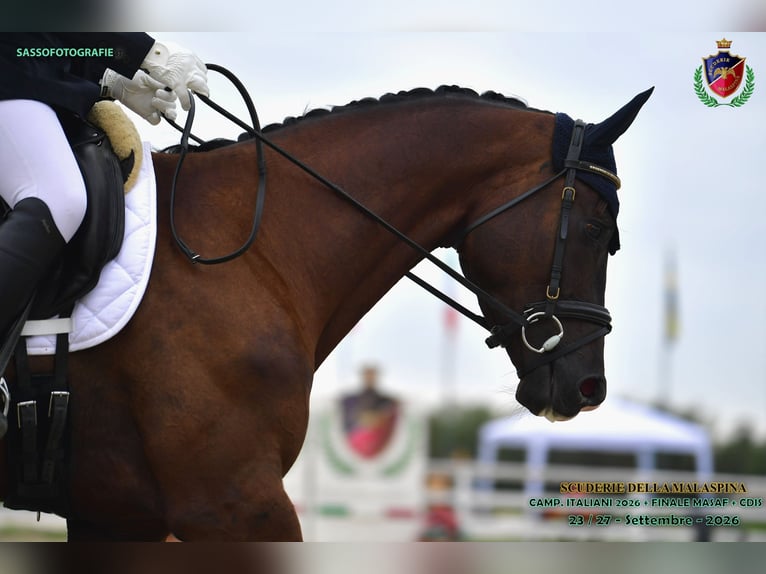 Trakehner Wallach 4 Jahre 175 cm Schwarzbrauner in Divino Amore