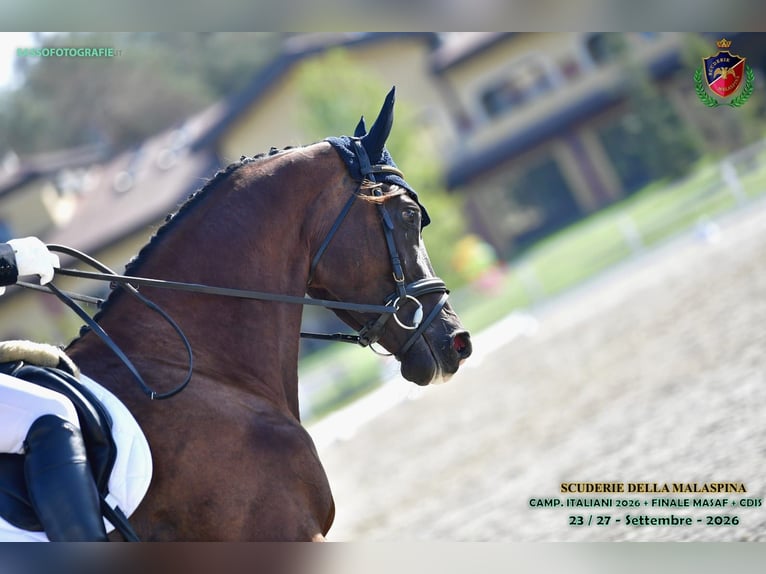 Trakehner Wallach 4 Jahre 175 cm Schwarzbrauner in Divino Amore