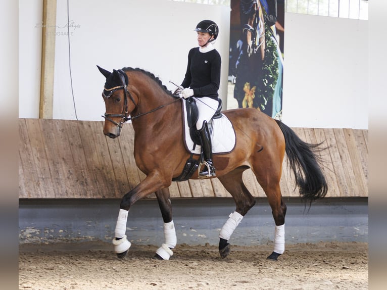 Trakehner Wallach 4 Jahre 177 cm Brauner in Altenstadt