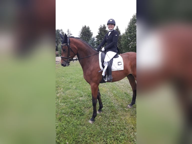 Trakehner Wallach 4 Jahre 177 cm Brauner in Altenstadt