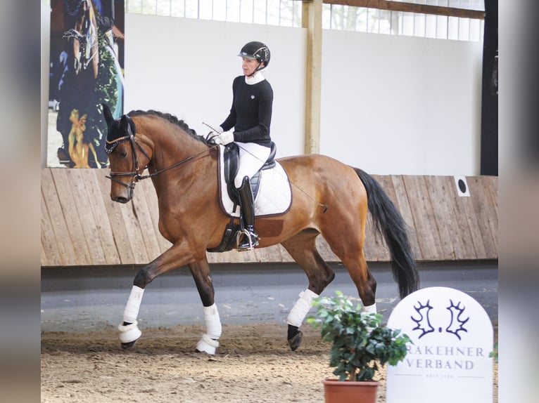 Trakehner Wallach 4 Jahre 177 cm Brauner in Altenstadt