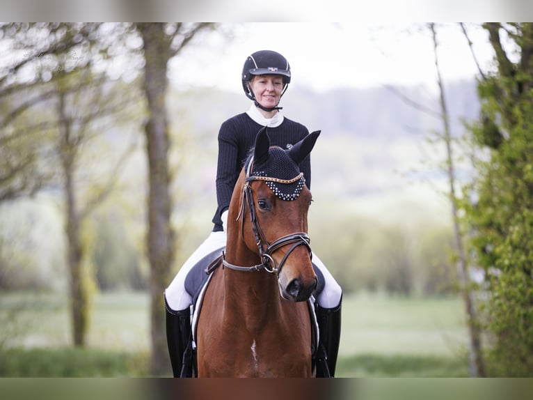 Trakehner Wallach 4 Jahre 177 cm Brauner in Altenstadt