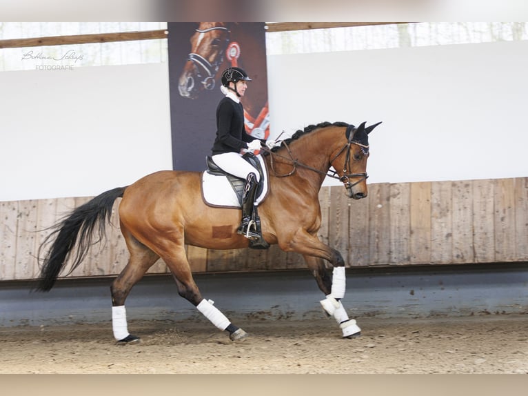 Trakehner Wallach 4 Jahre 177 cm Brauner in Altenstadt