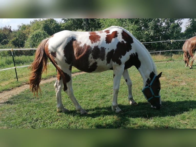 Trakehner Mix Wallach 4 Jahre  in Titz