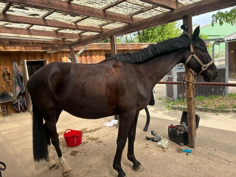 Trakehner Wallach 5 Jahre 161 cm Dunkelbrauner in Hemmingen
