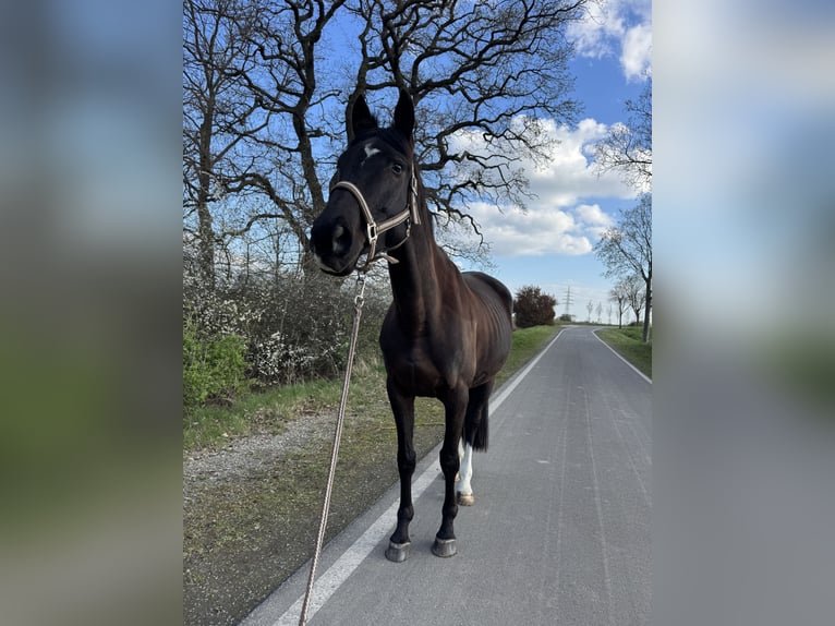 Trakehner Wallach 5 Jahre 161 cm Dunkelbrauner in Hemmingen