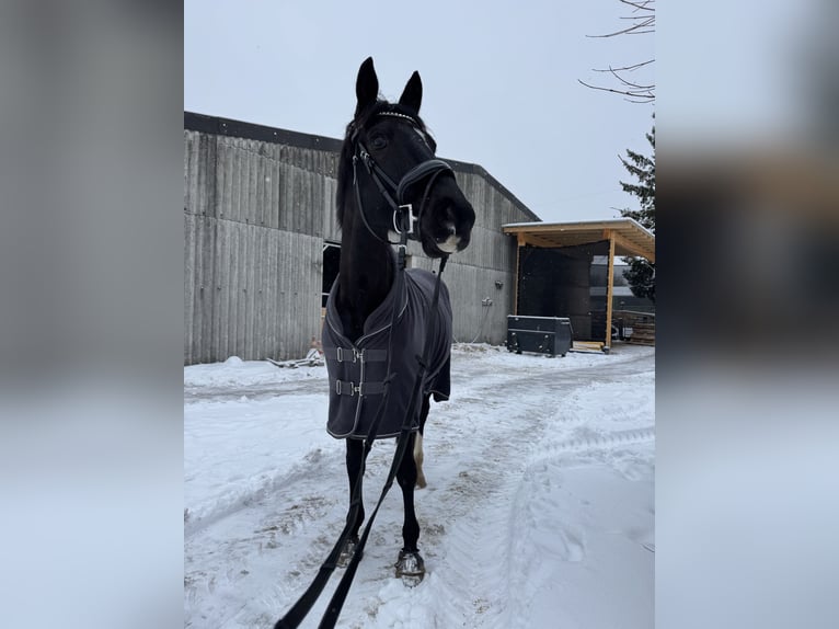 Trakehner Wallach 5 Jahre 161 cm Dunkelbrauner in Hemmingen