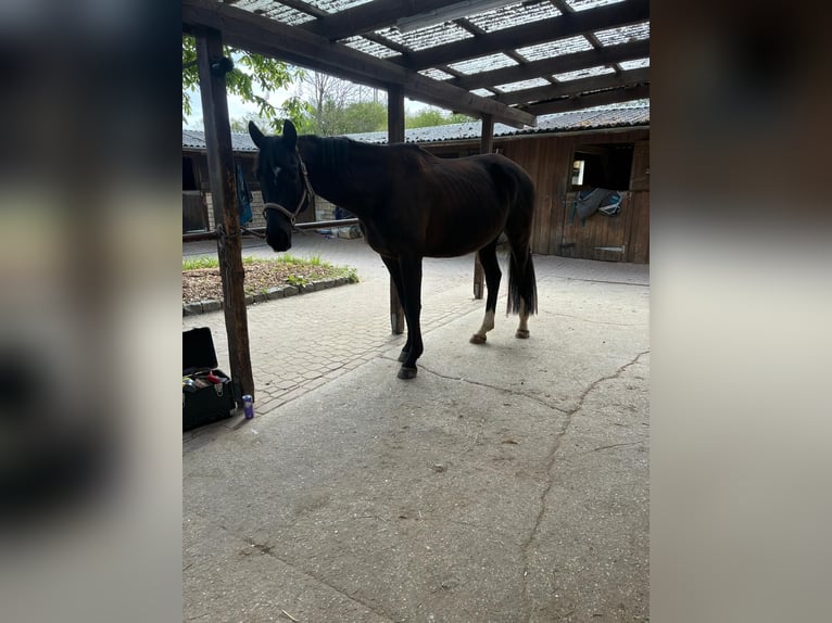 Trakehner Wallach 5 Jahre 161 cm Dunkelbrauner in Hemmingen