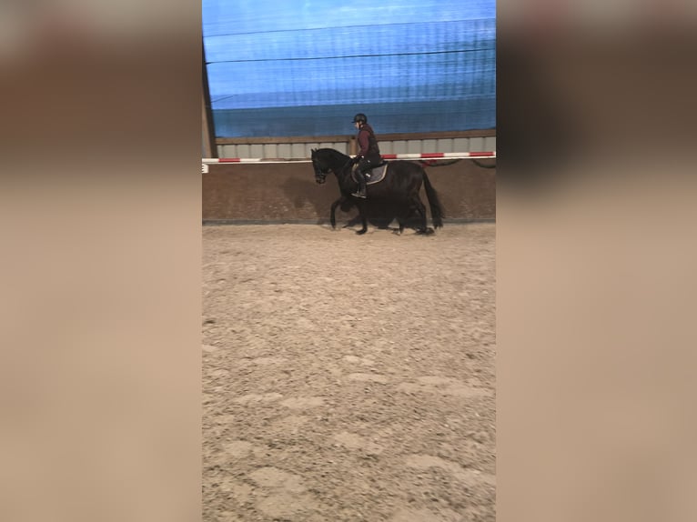 Trakehner Wallach 5 Jahre 161 cm Dunkelbrauner in Sperenberg