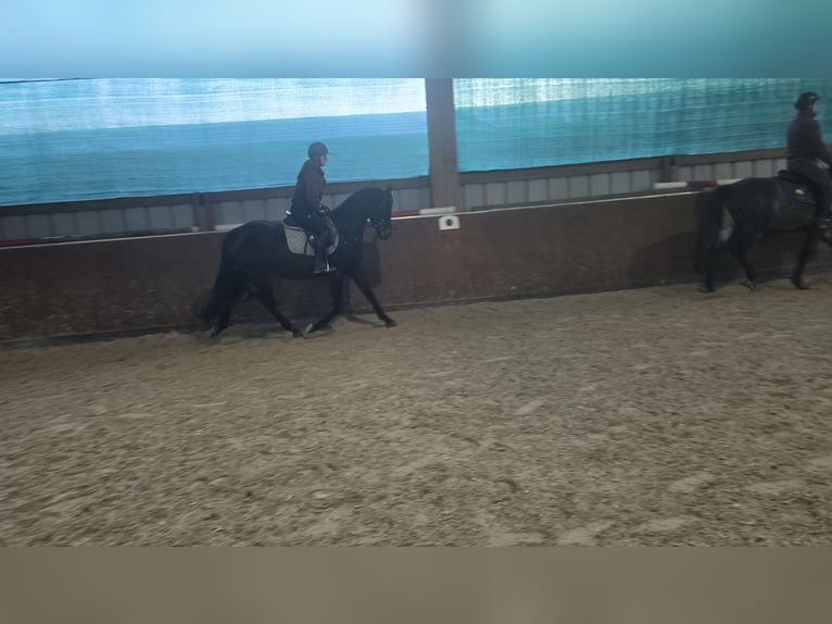 Trakehner Wallach 5 Jahre 161 cm Dunkelbrauner in Sperenberg