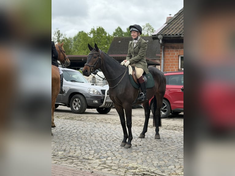 Trakehner Wallach 5 Jahre 161 cm Schwarzbrauner in Aulosen